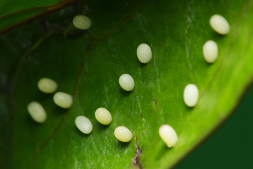 eggs on leaf